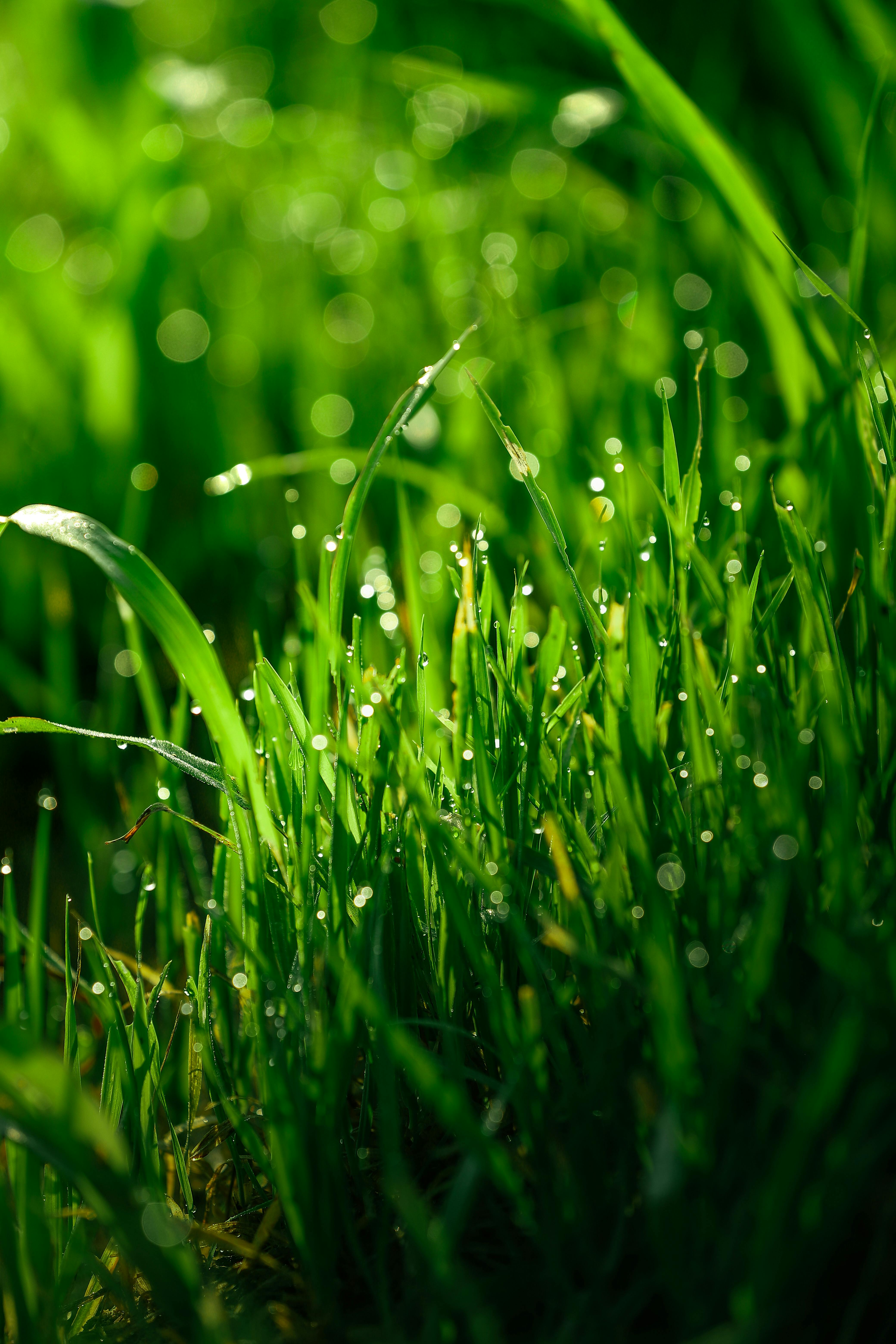 Lawn Care